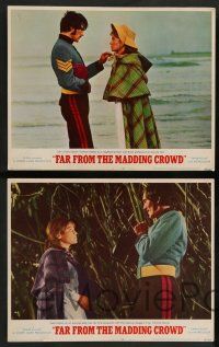 7w224 FAR FROM THE MADDING CROWD 8 LCs '68 pretty Julie Christie, Terence Stamp, Peter Finch!