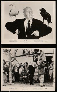 8h861 BIRDS 4 8x10 stills '63 Alfred Hitchcock with birds on his arms & candid, Tippy Hedren!