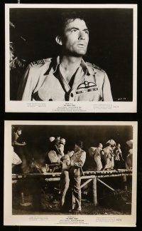 8h529 PURPLE PLAIN 9 8x10 stills '55 great images of Gregory Peck, written by Eric Ambler!