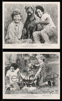 9a755 BISCUIT EATER 5 8x10 stills '72 George Spell, Johnny Whitaker & Walt Disney dogs!