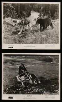 9a381 NIKKI 12 8x10 stills '61 Walt Disney, James Oliver Curwood, a man & his dog!