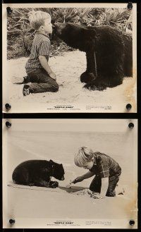 9s165 GENTLE GIANT 21 8x10 stills '67 Disney, Huntz Hall, Dennis Weaver with big grizzly bear!