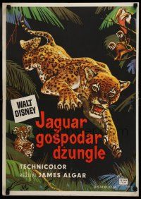 1b450 JUNGLE CAT Yugoslavian 20x28 '60 Disney, great artwork of jaguar, savage lord of the Amazon!