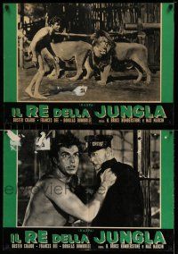 1t044 KING OF THE JUNGLE set of 3 Italian photobustas R50s great images of Buster Crabbe