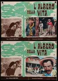1t051 RAINTREE COUNTY set of 4 Italian photobustas '59 Montgomery Clift, Elizabeth Taylor & Marvin!