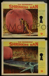 2w760 INCREDIBLE SHRINKING MAN 3 LCs '57 fx scenes with tiny Grant Williams, 1 w/sexy Randy Stuart!