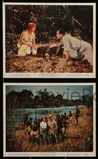3m044 DUEL IN THE JUNGLE 8 color 8x10 stills '54 Dana Andrews & sexy Jeanne Crain in Africa!
