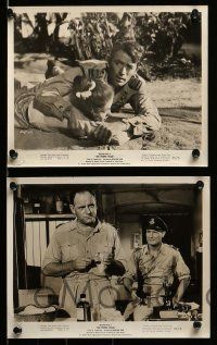 3m330 PURPLE PLAIN 17 8x10 stills '55 great images of Gregory Peck, written by Eric Ambler!