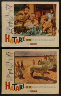 3t113 HATARI 8 LCs '62 Howard Hawks, John Wayne in Africa, Elsa Martinelli!