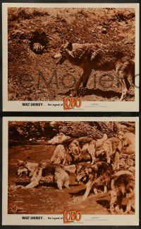 3t689 LEGEND OF LOBO 4 LCs '63 Walt Disney, King of the Wolfpack, cool images of wolf being hunted!