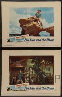 3t190 LION & THE HORSE 8 LCs '52 images of Steve Cochran & Wildfire in the title role!