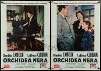 4b092 BLACK ORCHID set of 12 Italian 20x28 pbustas '59 Anthony Quinn, Sophia Loren, Martin Ritt!