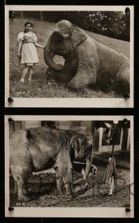 5d105 BASHFUL ELEPHANT 42 8x10 stills '62 Buddy Baer, Mollie Mack, animal friends!