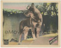 5w763 LONE DEFENDER LC '34 best full-color c/u image ever of German Shepherd dog hero Rin-Tin-Tin!