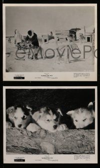 5x592 ALASKAN SLED DOG 6 8x10 stills '57 Walt Disney, cool images of sled teams in action!
