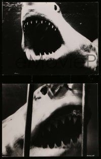6m924 BLUE WATER, WHITE DEATH 3 from 7.25x9.5 to 8.25x10.25 stills '71 images of great white sharks