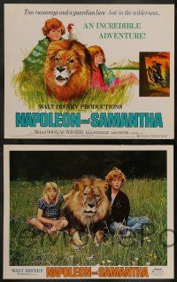 6z023 NAPOLEON & SAMANTHA 9 LCs '72 Michael Douglas, Jodie Foster & Johnny Whitaker & lion!