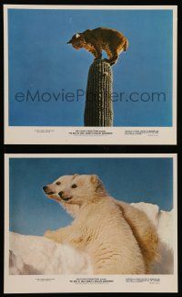 8d176 BEST OF WALT DISNEY'S TRUE-LIFE ADVENTURES 2 color 8x10 stills '75 cool animal images!