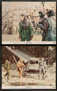 8w062 BATTLE FOR THE PLANET OF THE APES 8 color 11x14 stills '73 war between apes & humans!