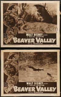 9r873 BEAVER VALLEY 2 LCs '50 Walt Disney's True Life outstanding short feature, cool animal images