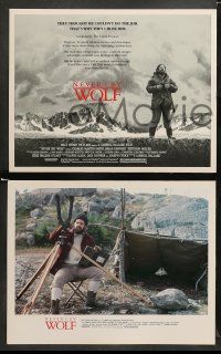 9r383 NEVER CRY WOLF 8 LCs '83 Walt Disney, great images of Charles Martin Smith alone in wild!
