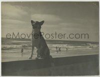 1d353 SEA WALL deluxe 9.25x12 still '41 wonderful Vernon C. Engel photo of cute dog by the beach!