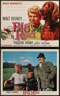 1w063 BIG RED 8 LCs '62 Walt Disney, Walter Pigeon, Gilles Payant, Irish Setter dog!