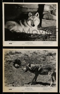 1x250 LEGEND OF LOBO 15 8x10 stills '63 Walt Disney, King of the Wolfpack, cool wildlife images!