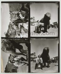 2w362 FRONTIER CIRCUS TV 8.25x10 contact sheet '61 Chill Wills & Richard Jaeckel w/circus animals!