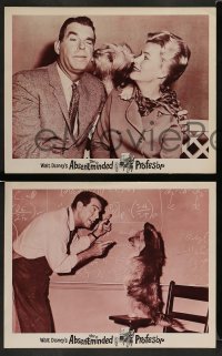 3z793 ABSENT-MINDED PROFESSOR 3 LCs '61 Walt Disney, Flubber, Fred MacMurray in title role