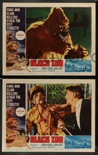 3z049 BLACK ZOO 8 LCs '63 cool horror images of fang and claw killers on the prowl!