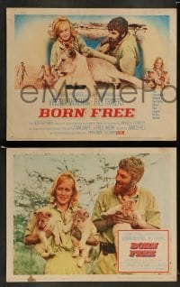 3z059 BORN FREE 8 LCs '66 great images of Virginia McKenna & Bill Travers with Elsa the lioness!