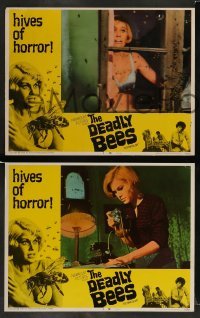 4k186 DEADLY BEES 8 LCs '67 hives of horror, fatal stings, great horror images!