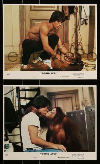 4x103 GOING APE 8 8x10 mini LCs '81 Jessica Walter, Tony Danza & Danny DeVito with orangutans!