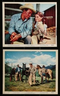 4x053 GYPSY COLT 9 color 8x10 stills '54 Bond, Frances Dee, young Donna Corcoran & wild stallion!