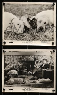 4x799 INCREDIBLE JOURNEY 4 8x10 stills '63 Disney, Bull Terrier, Siamese cat & Labrador Retriever!