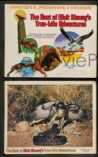 5j012 BEST OF WALT DISNEY'S TRUE-LIFE ADVENTURES 9 LCs '75 powerful, primitive, cool animal images!