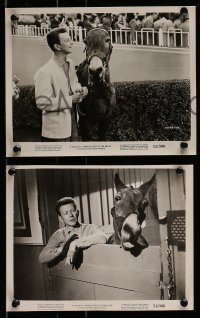 6s769 FRANCIS GOES TO THE RACES 4 8x10 stills '51 Donald O'Connor & talking mule, White!