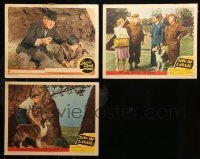 7a072 LOT OF 3 LASSIE SERIES LOBBY CARDS '40s scenes from Lassie Come Home & Son of Lassie!
