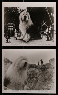 8h682 DIGBY THE BIGGEST DOG IN THE WORLD 5 8x10 stills 1974 cool giant sheep dog, wacky sci-fi!