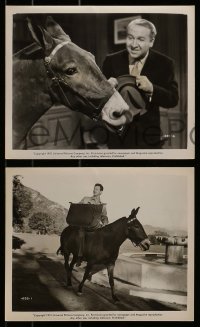 8h690 FRANCIS GOES TO THE RACES 5 8x10 stills 1951 Donald O'Connor & talking mule, Piper Laurie!