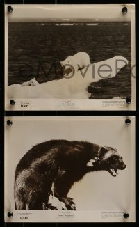 8h754 WHITE WILDERNESS 5 8x10 stills 1958 Disney, cool polar bears & arctic animals on top of world!