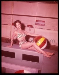 9m400 GAYLA GRAVES 4x5 transparency 1961 in sexy zebra bikini for The Roaring 20's TV series!