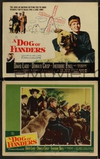9r120 DOG OF FLANDERS 8 LCs 1959 Donald Crisp, David Ladd & his huge beloved dog Patrasche!