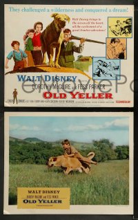 9r288 OLD YELLER 8 LCs R1965 Dorothy McGuire, Fess Parker, art of Walt Disney's most classic canine!