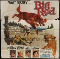 2c304 BIG RED 6sh 1962 Disney, Walter Pigeon, artwork of Irish Setter dog attacking mountain lion!