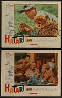 2h165 HATARI 8 LCs 1962 Howard Hawks, John Wayne in Africa, Elsa Martinelli!
