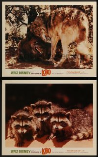 2x547 LEGEND OF LOBO 2 LCs R1972 Walt Disney, King of the Wolfpack, cool wildlife images!