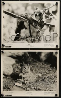 2x718 PERRI 15 8x10 stills 1957 Disney's fabulous first in motion picture story-telling, squirrels!