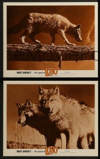 2x521 LEGEND OF LOBO 6 LCs 1963 Walt Disney, King of the Wolfpack, cool images of wolf being hunted!